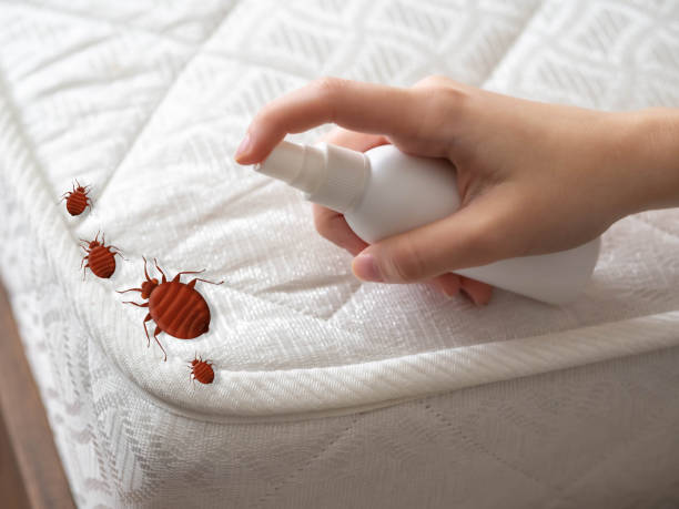 Best Spider Control Near Me  in Aurora, NE