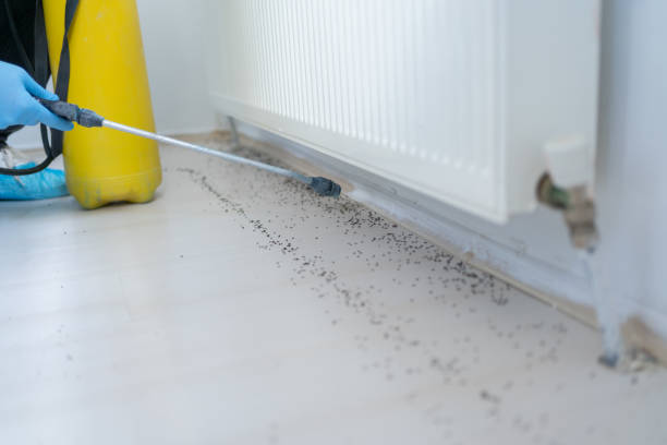 Best Local Pest Control Services  in Aurora, NE