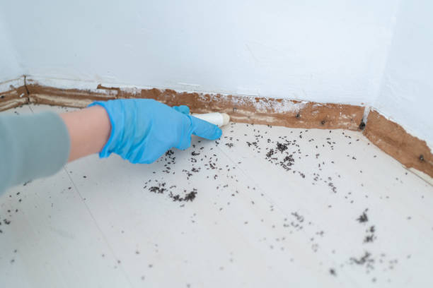 Best Wasp Removal Services  in Aurora, NE